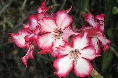 Adenium multiflorum