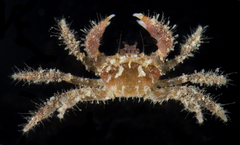 Pilumnus