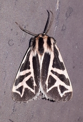 Apantesis williamsii