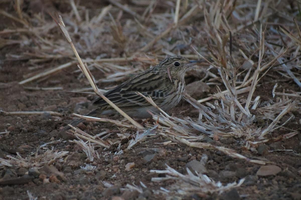 Bush Pipit illustration