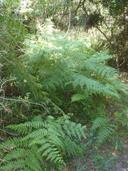 Hypolepis sparsisora