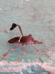 Leptoglossus