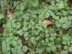 Waldsteinia ternata