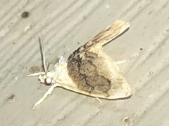 Glaphyria fulminalis