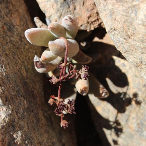 Crassula garibina