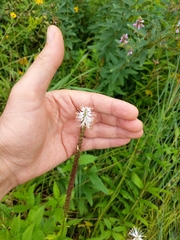 Veronicastrum virginicum