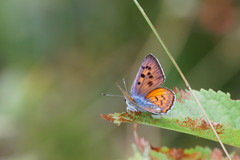 Lycaena alciphron gordius