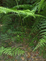 Hypolepis sparsisora