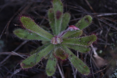 Drosera ericgreenii