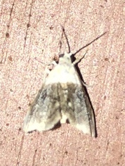 Glaphyria fulminalis