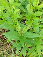 Veronicastrum virginicum