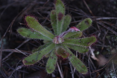 Drosera ericgreenii
