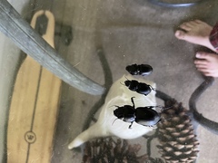 Pasimachus subsulcatus