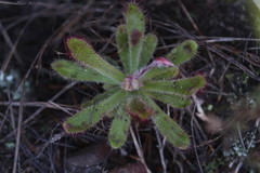 Drosera ericgreenii
