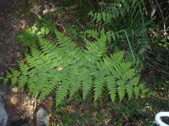 Hypolepis sparsisora