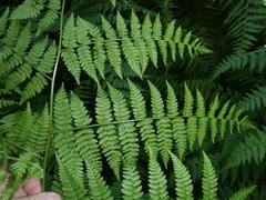 Hypolepis sparsisora