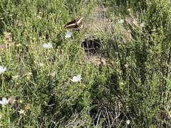 Heraclides ornythion