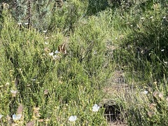 Heraclides ornythion