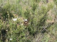 Heraclides ornythion