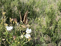 Heraclides ornythion