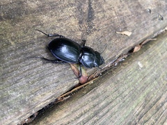 Pasimachus subsulcatus