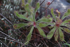 Drosera ericgreenii