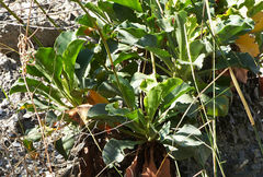 Limonium cossonianum