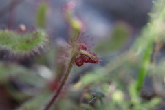 Drosera ericgreenii