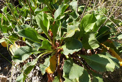 Limonium cossonianum
