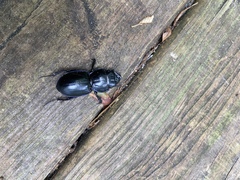 Pasimachus subsulcatus