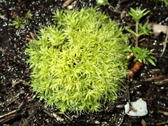 Pseudocrossidium crinitum