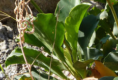 Limonium cossonianum