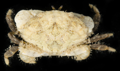 Leptodius