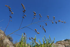 Limonium cossonianum