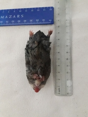 Chlorotalpa duthieae