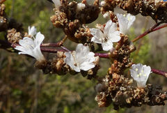 Limonium cossonianum