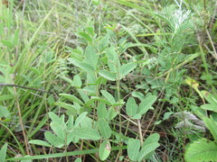 Lespedeza daurica