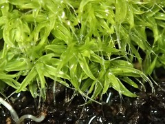 Pseudocrossidium crinitum