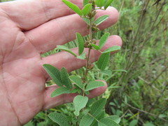Lespedeza daurica