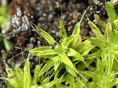 Pseudocrossidium crinitum