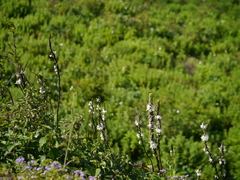 Chlorophytum glaucum