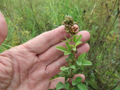 Lespedeza daurica