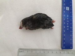 Chlorotalpa duthieae