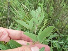 Lespedeza daurica
