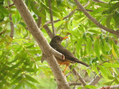 Turdus smithi