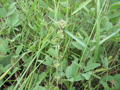 Lespedeza daurica