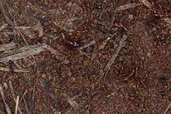 Dorylus helvolus