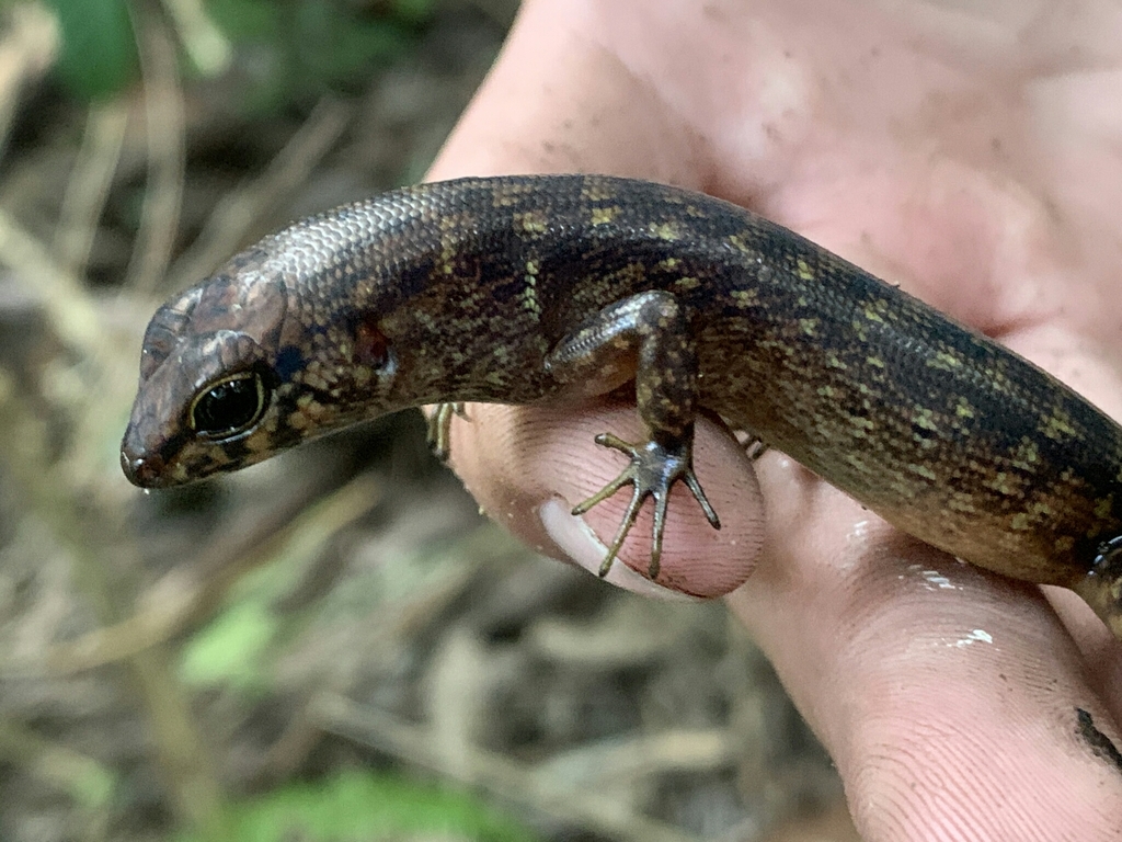 Sphenomorphus nigrolabris (Sphenomorphus nigrolabris)