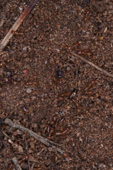 Dorylus helvolus