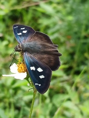 Polygonus savigny savigny